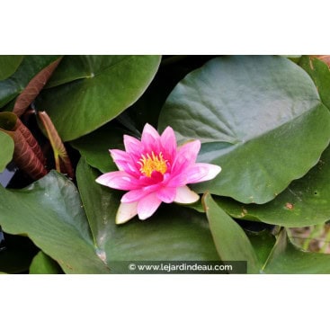 NYMPHAEA \'Rembrandt\' - Nénuphar