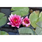 NYMPHAEA 'Rembrandt' NYMPHAEA 'Rembrandt'