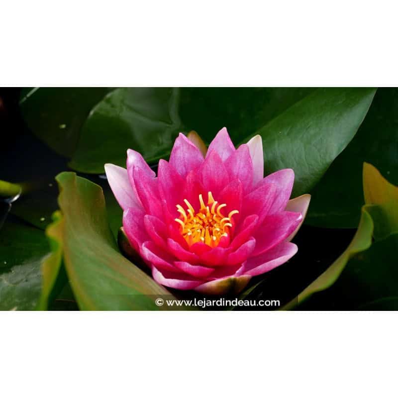 NYMPHAEA 'Rembrandt' NYMPHAEA 'Rembrandt'