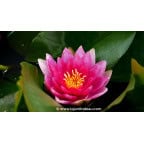 NYMPHAEA 'Rembrandt' NYMPHAEA 'Rembrandt'