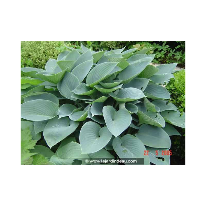 HOSTA 'Halcyon' HOSTA 'Halcyon'