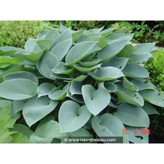 HOSTA 'Halcyon'