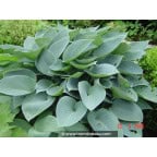 HOSTA 'Halcyon' HOSTA 'Halcyon'