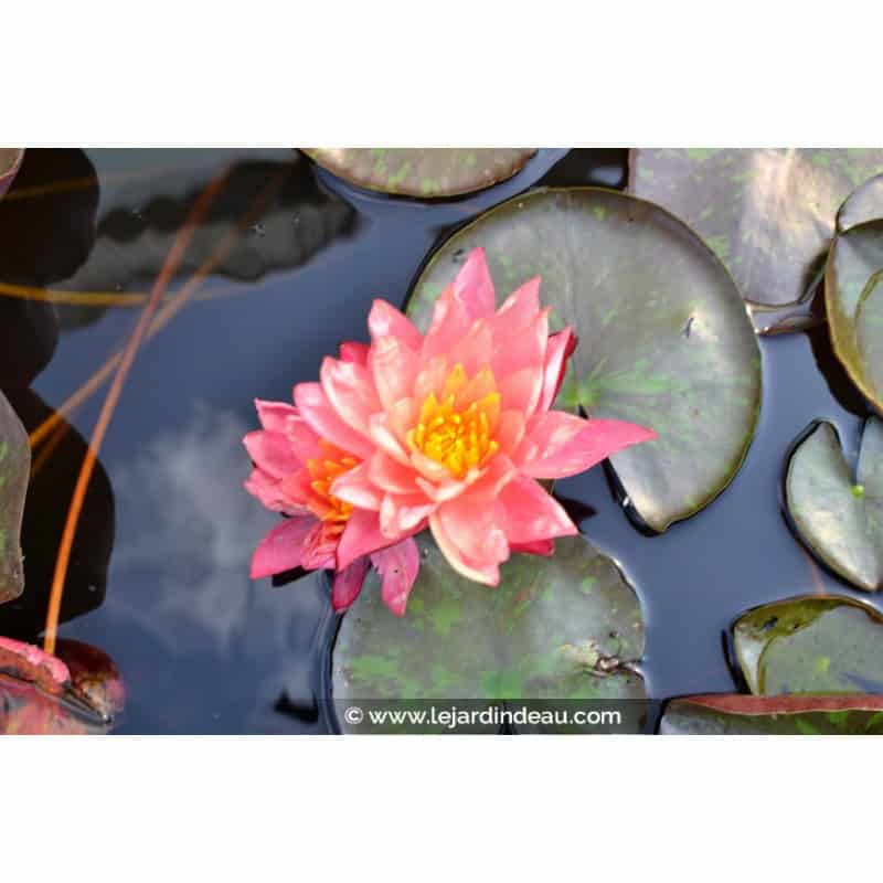NYMPHAEA 'Wanvisa' NYMPHAEA 'Wanvisa'