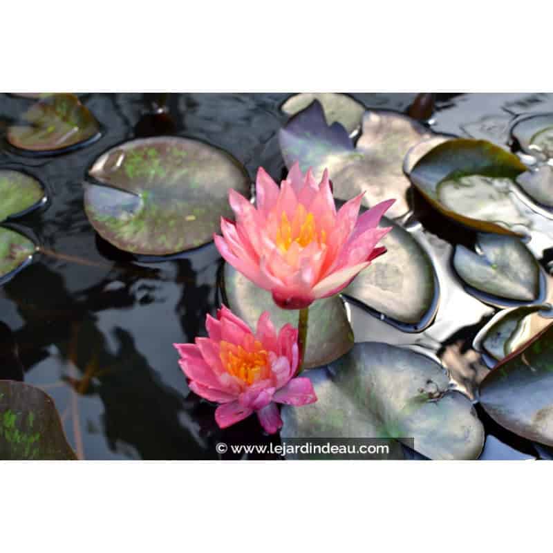 NYMPHAEA 'Wanvisa' NYMPHAEA 'Wanvisa'