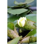 NYMPHAEA 'Yellow Enigma' - profondeur de plantation NYMPHAEA 'Yellow Enigma' - profondeur de plantation