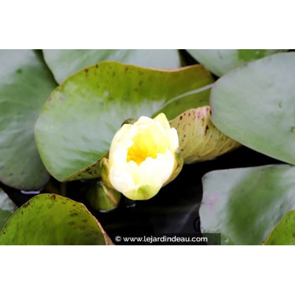 NYMPHAEA 'Yellow Enigma' - profondeur de plantation