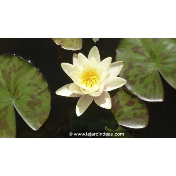 NYMPHAEA 'Marliacea Chromatella'