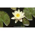 NYMPHAEA 'Marliacea Chromatella' NYMPHAEA 'Marliacea Chromatella'