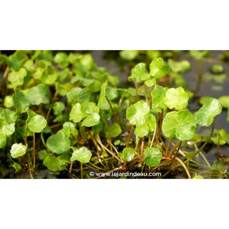 HYDROCOTYLE vulgaris HYDROCOTYLE vulgaris