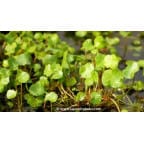 HYDROCOTYLE vulgaris HYDROCOTYLE vulgaris