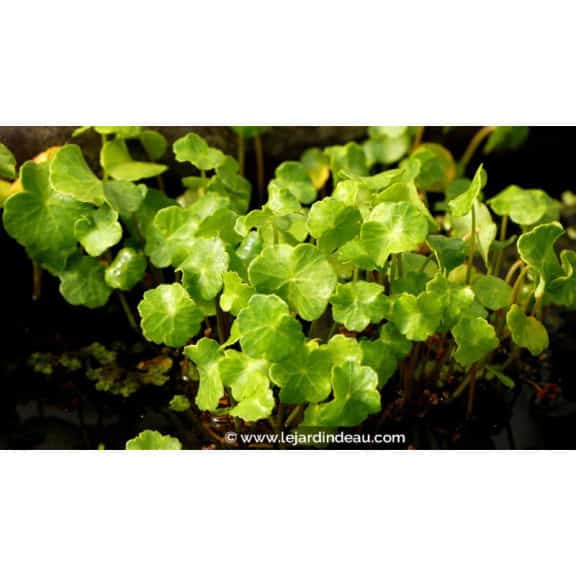 HYDROCOTYLE vulgaris
