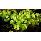 HYDROCOTYLE vulgaris HYDROCOTYLE vulgaris