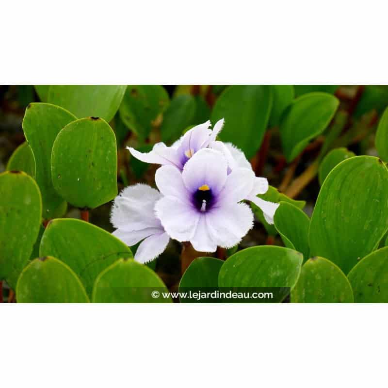 EICHHORNIA azurea EICHHORNIA azurea