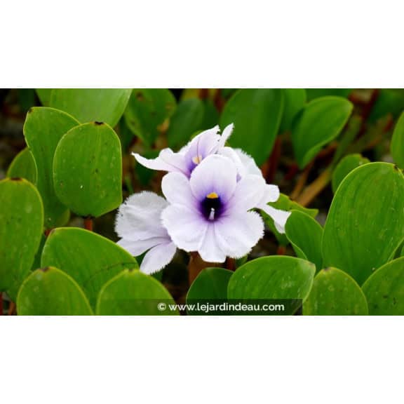 EICHHORNIA azurea
