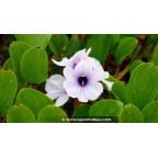 EICHHORNIA azurea EICHHORNIA azurea