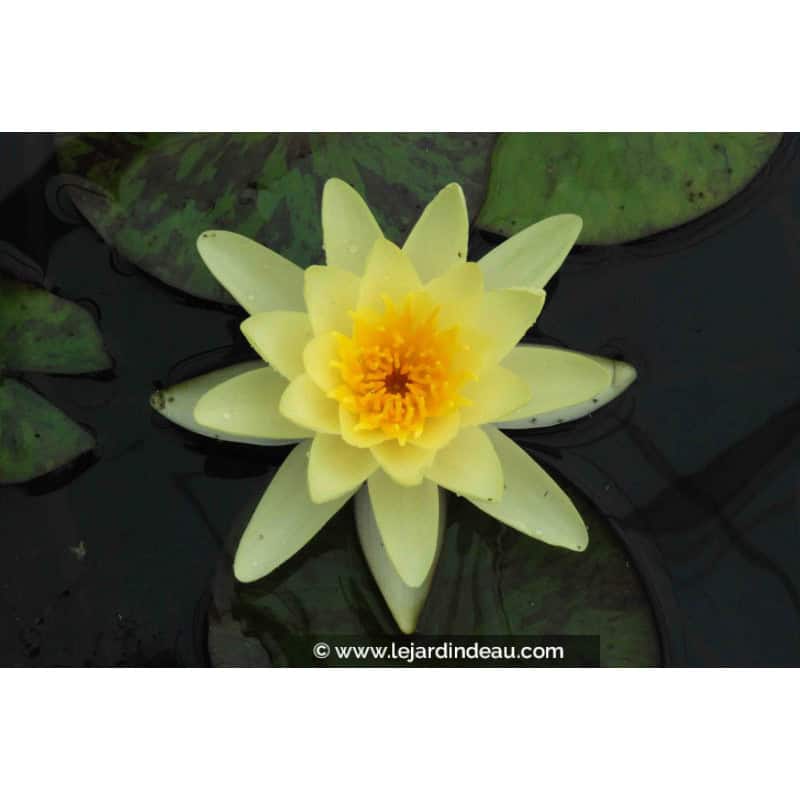 NYMPHAEA 'Marliacea Chromatella' NYMPHAEA 'Marliacea Chromatella'