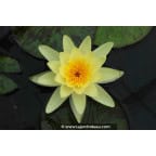 NYMPHAEA 'Marliacea Chromatella' NYMPHAEA 'Marliacea Chromatella'