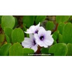 EICHHORNIA azurea EICHHORNIA azurea