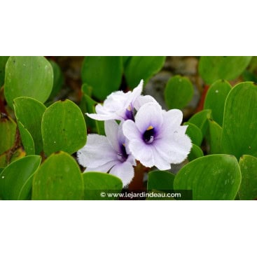 EICHHORNIA azurea - Eichornie azur