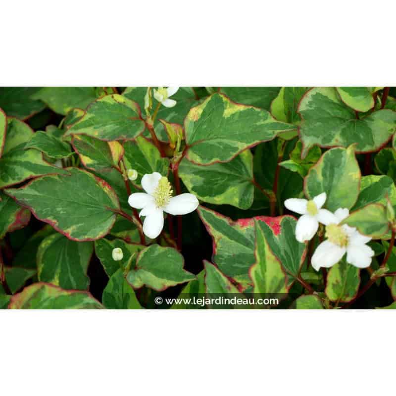 HOUTTUYNIA cordata 'Joker's Gold' HOUTTUYNIA cordata 'Joker's Gold'