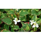 HOUTTUYNIA cordata 'Joker's Gold' HOUTTUYNIA cordata 'Joker's Gold'