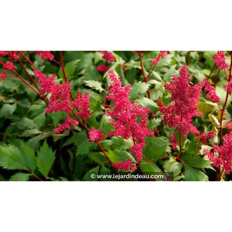 ASTILBE x arendsii 'Fanal' ASTILBE x arendsii 'Fanal'