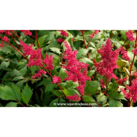 ASTILBE x arendsii 'Fanal'