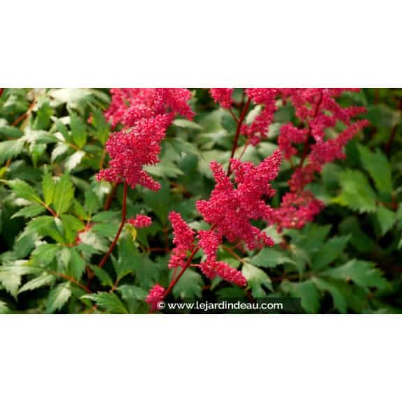 ASTILBE x arendsii 'Fanal'