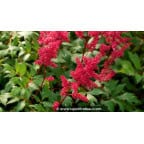 ASTILBE x arendsii 'Fanal' ASTILBE x arendsii 'Fanal'