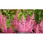 ASTILBE japonica 'Mainz' ASTILBE japonica 'Mainz'
