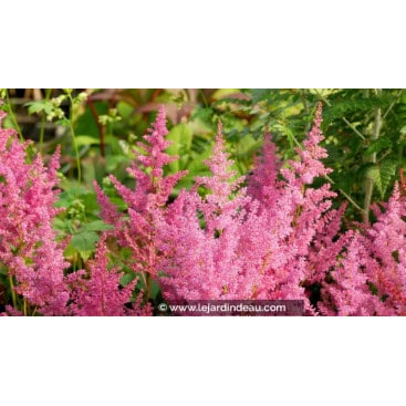 ASTILBE japonica \'Mainz\' - Astilbe \'Mainz\'