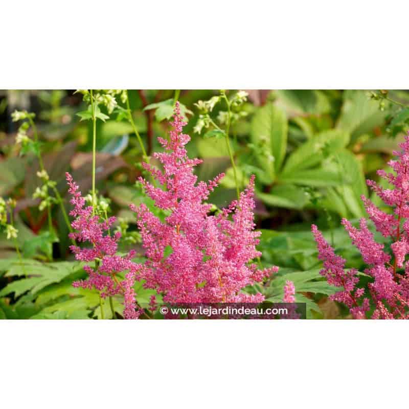 ASTILBE japonica 'Mainz' ASTILBE japonica 'Mainz'