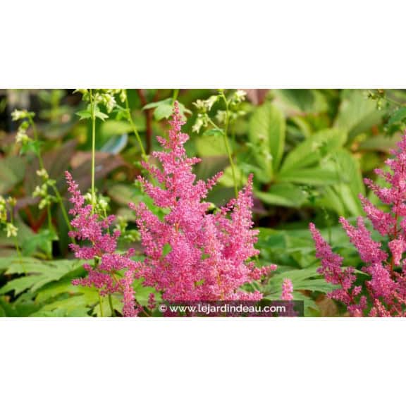 ASTILBE japonica 'Mainz'