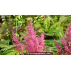 ASTILBE japonica 'Mainz' ASTILBE japonica 'Mainz'