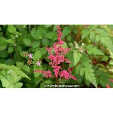 ASTILBE japonica \'Red Sentinel\' - Astilbe