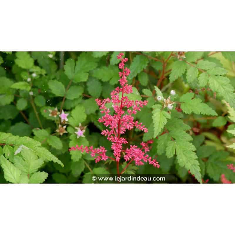 ASTILBE japonica 'Red Sentinel' ASTILBE japonica 'Red Sentinel'