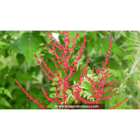 ASTILBE japonica 'Red Sentinel'