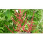 ASTILBE japonica 'Red Sentinel' ASTILBE japonica 'Red Sentinel'