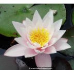 NYMPHAEA 'Marliacea Rosea' NYMPHAEA 'Marliacea Rosea'