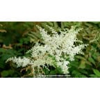 ASTILBE japonica 'Deutschland' ASTILBE japonica 'Deutschland'