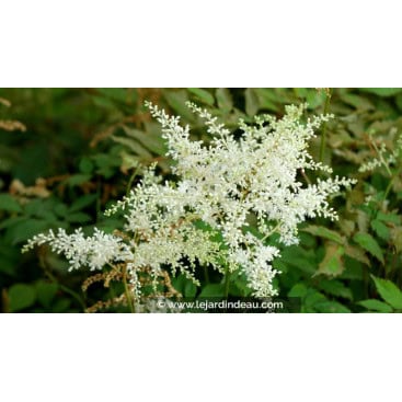 ASTILBE japonica \'Deutschland\' - Astilbe du Japon \'Deutschland\'