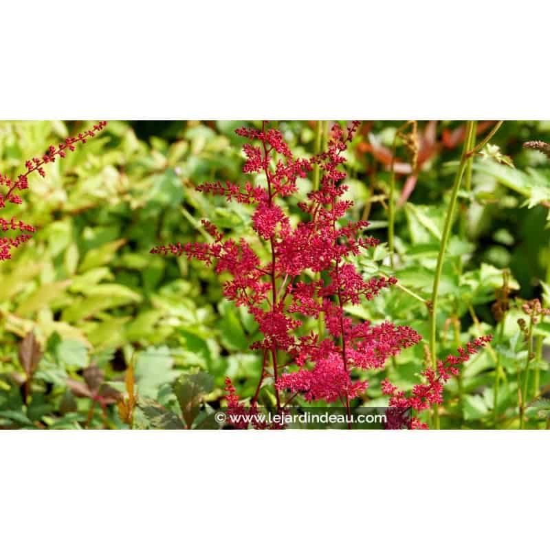 ASTILBE x arendsii 'Rotlicht' ASTILBE x arendsii 'Rotlicht'