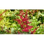 ASTILBE x arendsii 'Rotlicht' ASTILBE x arendsii 'Rotlicht'