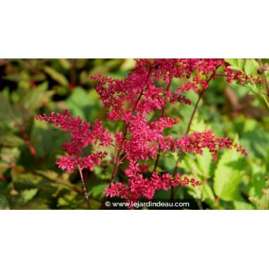 ASTILBE x arendsii \'Rotlicht\' - Astilbe d\'Arends \'Rotlicht\'