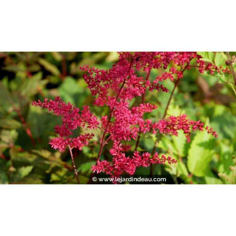ASTILBE x arendsii 'Rotlicht' ASTILBE x arendsii 'Rotlicht'