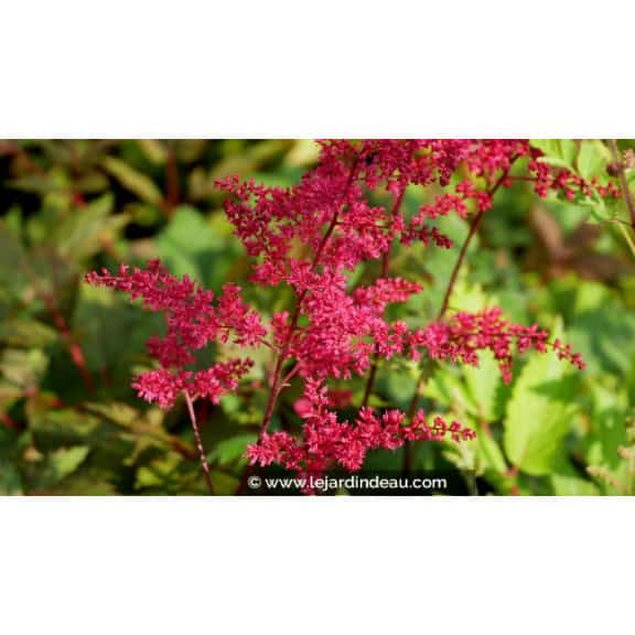 ASTILBE x arendsii 'Rotlicht'