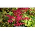 ASTILBE x arendsii 'Rotlicht' ASTILBE x arendsii 'Rotlicht'