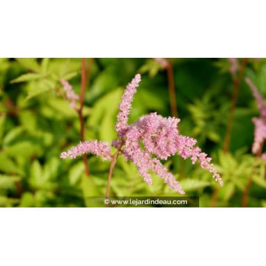 ASTILBE x arendsii \'Bressingham Beauty\' - Astilbe hybride \'Bressingham Beauty\'