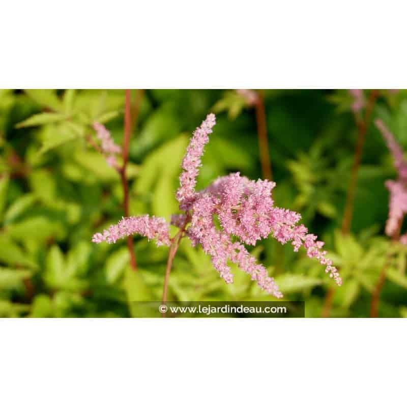 ASTILBE x arendsii 'Bressingham Beauty' ASTILBE x arendsii 'Bressingham Beauty'